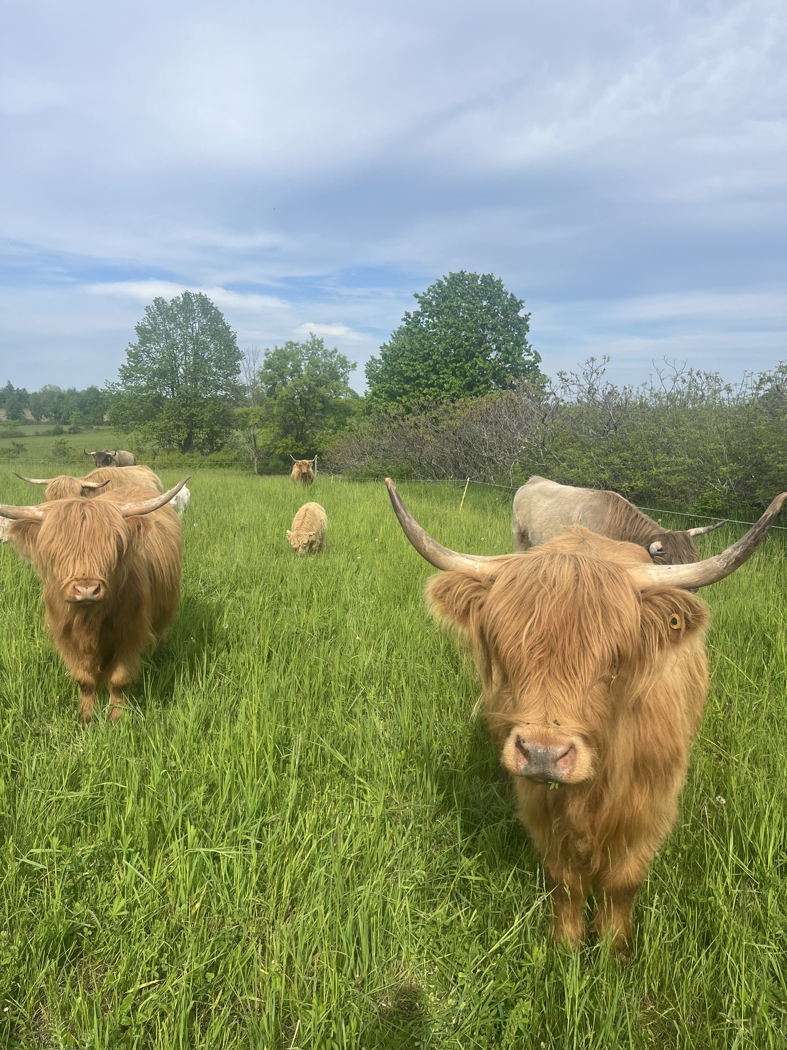 photo of highland cows in a field