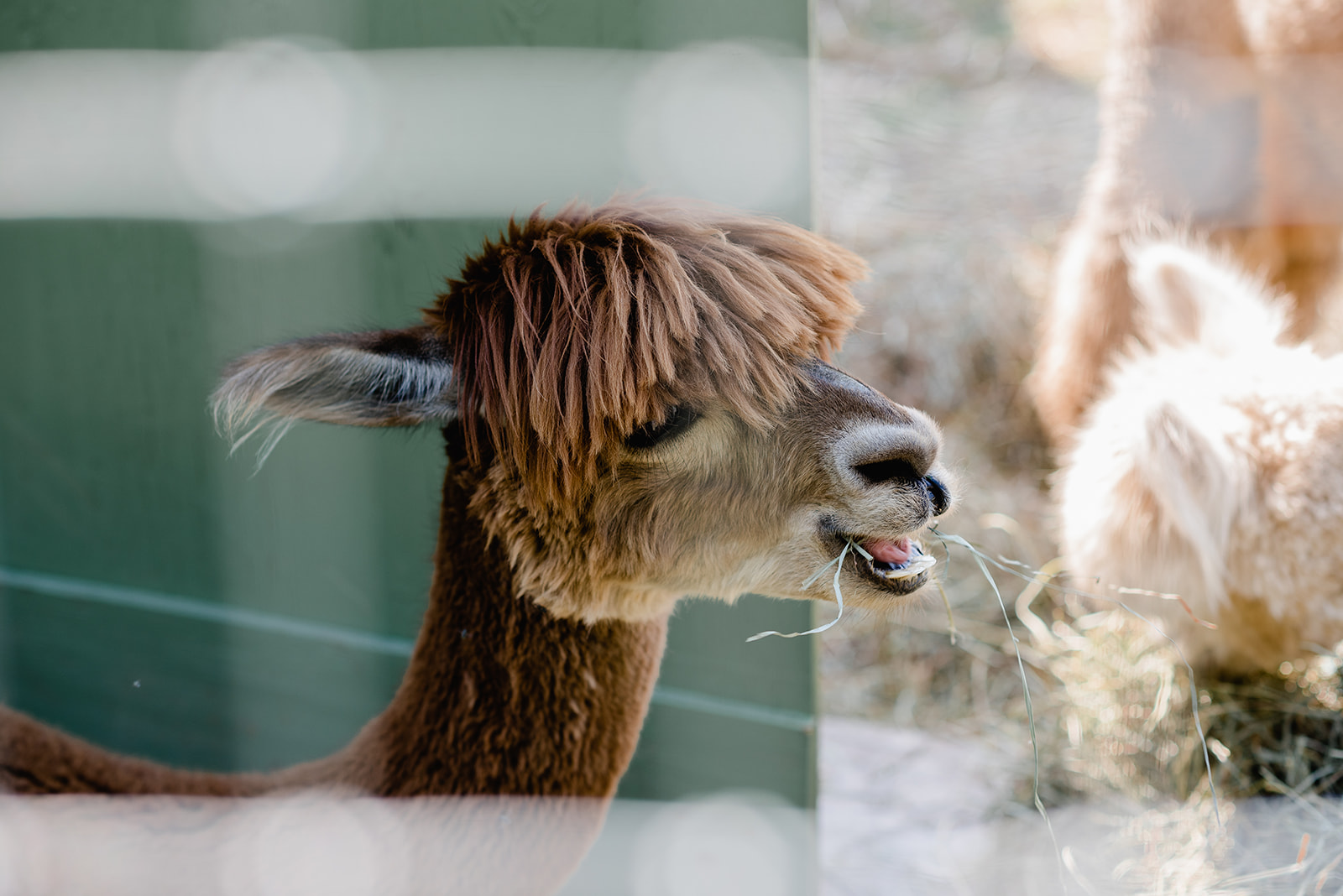 Photo of an alpaca eating hay